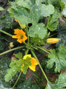 courgette diamand floraison 2