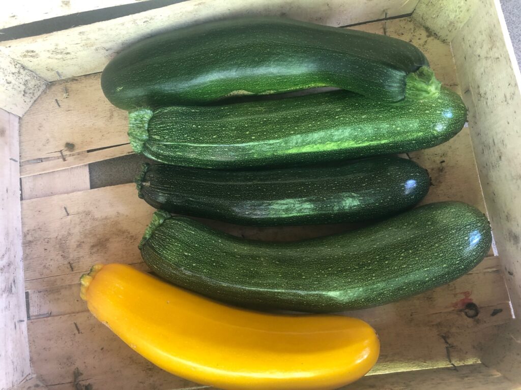 courgette longue récolte dans une caisse en bois