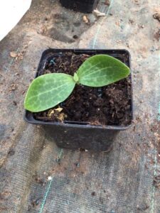 courgette diamand plant 1