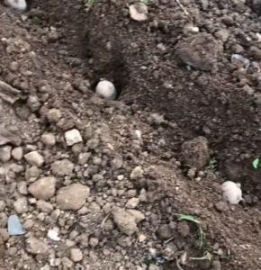 pomme de terre marion plantation serre 4