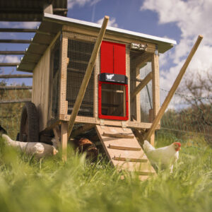 porte poulailler automatique run chicken t80bt 7