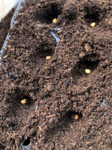 poivron semis graines plaque alveolee 2