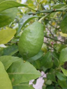 citron arbre 1