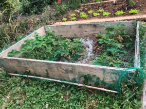 fraisier filet oiseaux carre potager 1