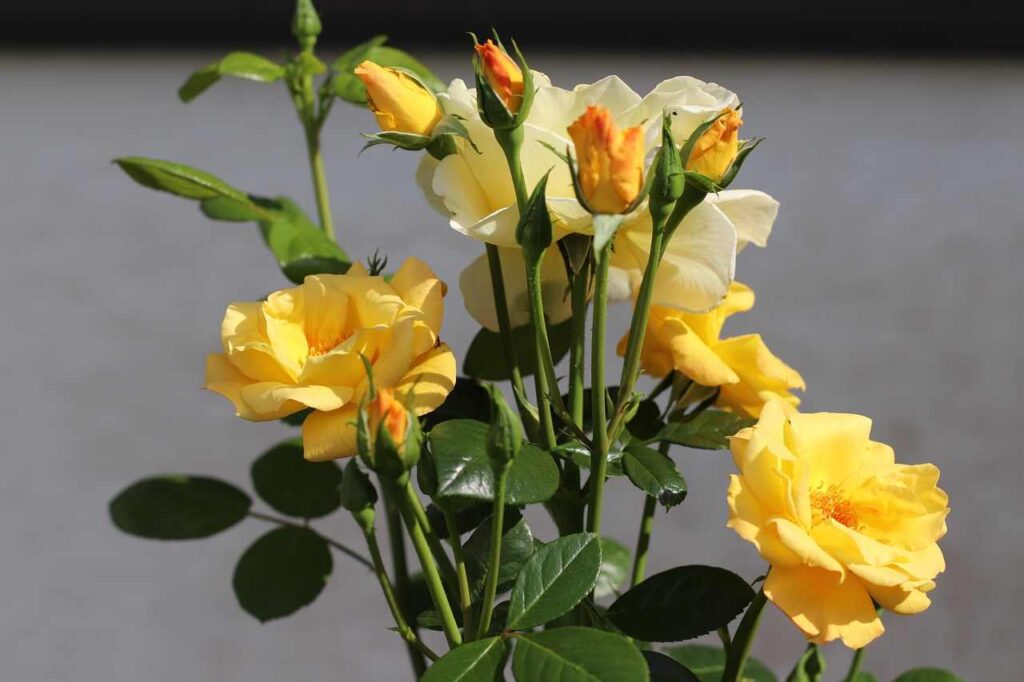 rosier bouton 2