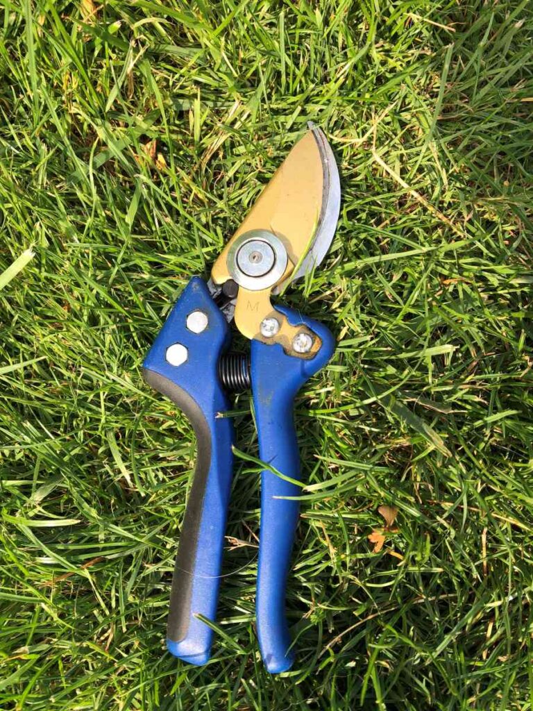 secateur iseki main 1