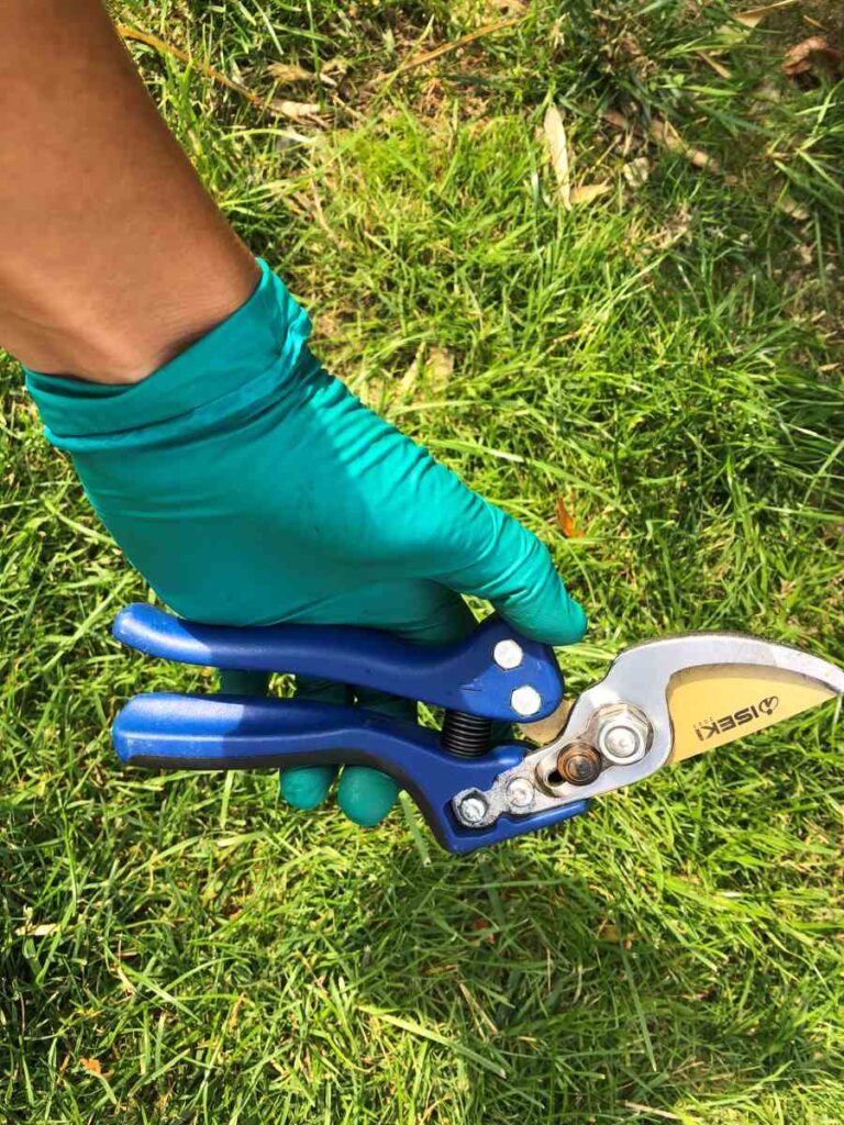 secateur iseki main 3