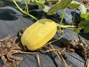 courge spaghetti jardin potager 3