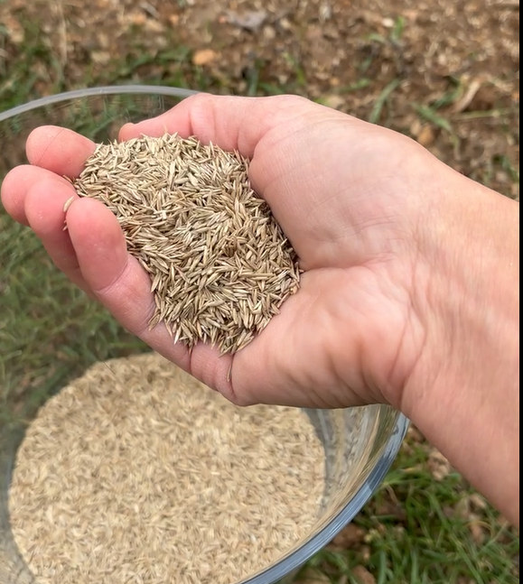 gazon graines pelouse 1