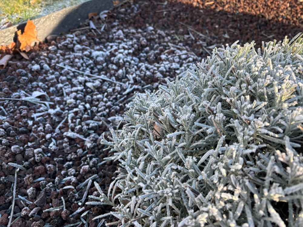 gel froid jardin pouzzolane lavande 1