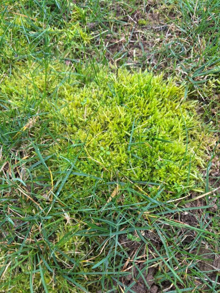 gazon mousse pelouse 4