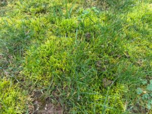 gazon mousse pelouse 5