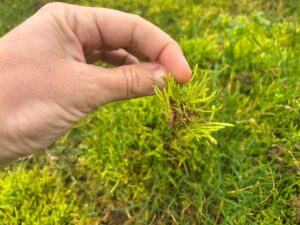 gazon mousse pelouse marion 1