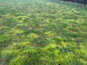 gazon mousse pelouse marion 2