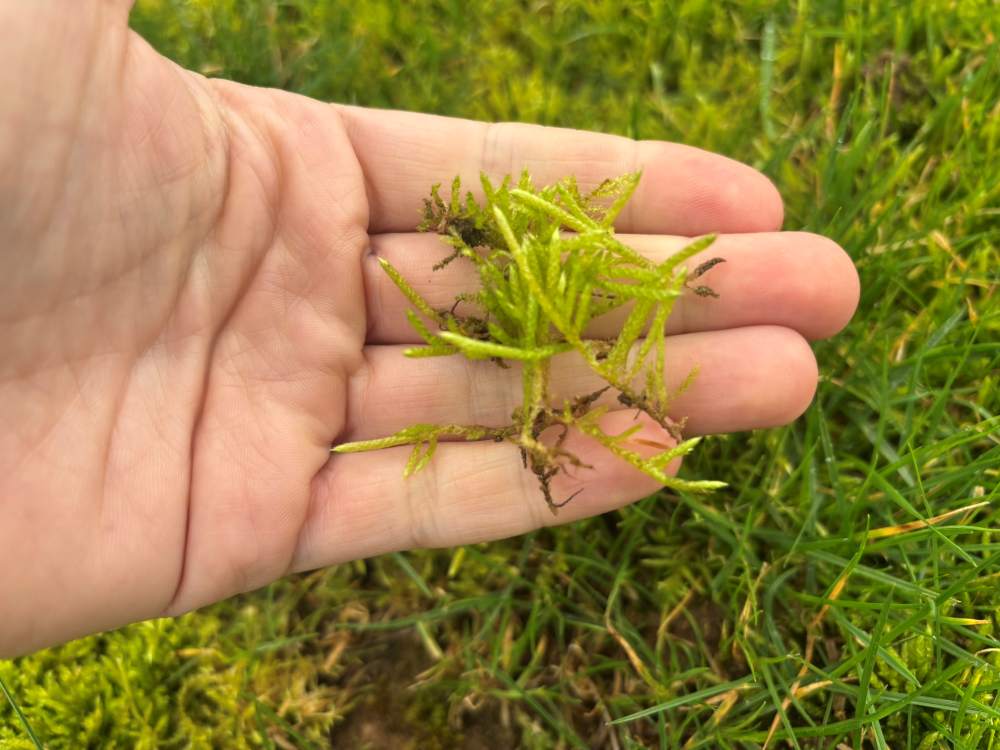 gazon mousse pelouse marion 3