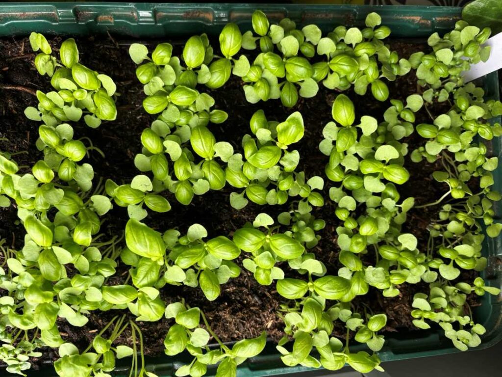 basilic plant plaque alveolee 3