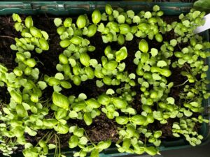 basilic plant plaque alveolee 3