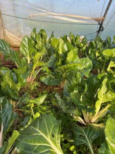 blette serre marion 1