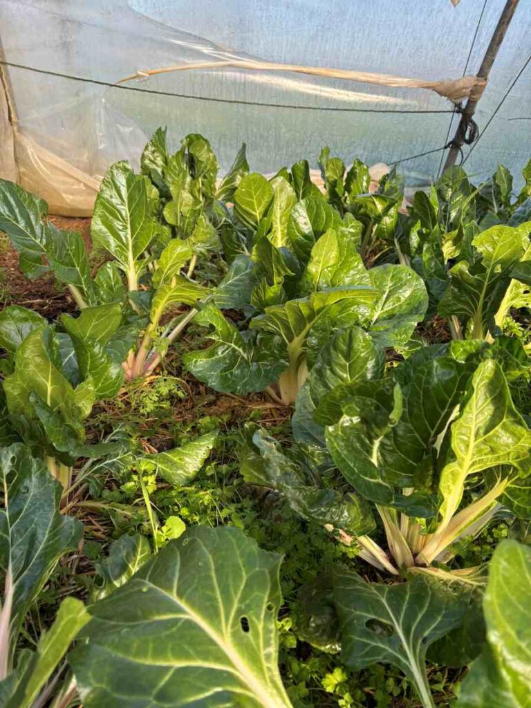 Que faire au potager en juin ? Travaux, semis et plantations