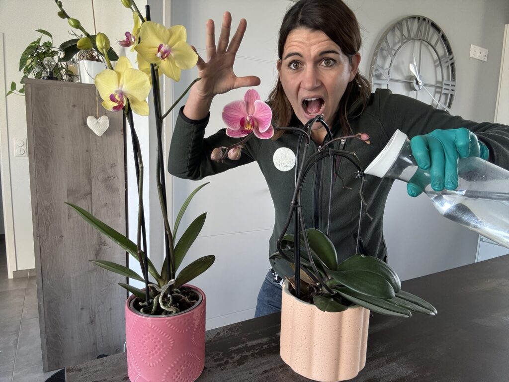 Erreur d’arrosage orchidée : pourquoi arroser par le dessus peut tuer votre Phalaenopsis ?