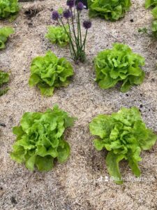 salade copeau potager 1