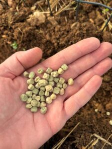 semis graines petits pois 1