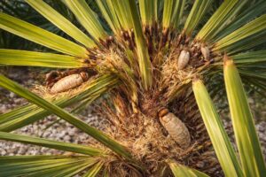 papillon palmier compresse 1