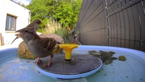 birdfy piscine marion 1
