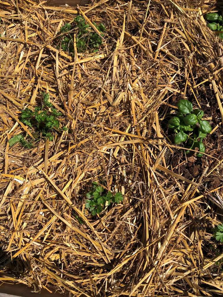 carre potager aromatique paillage paille 2