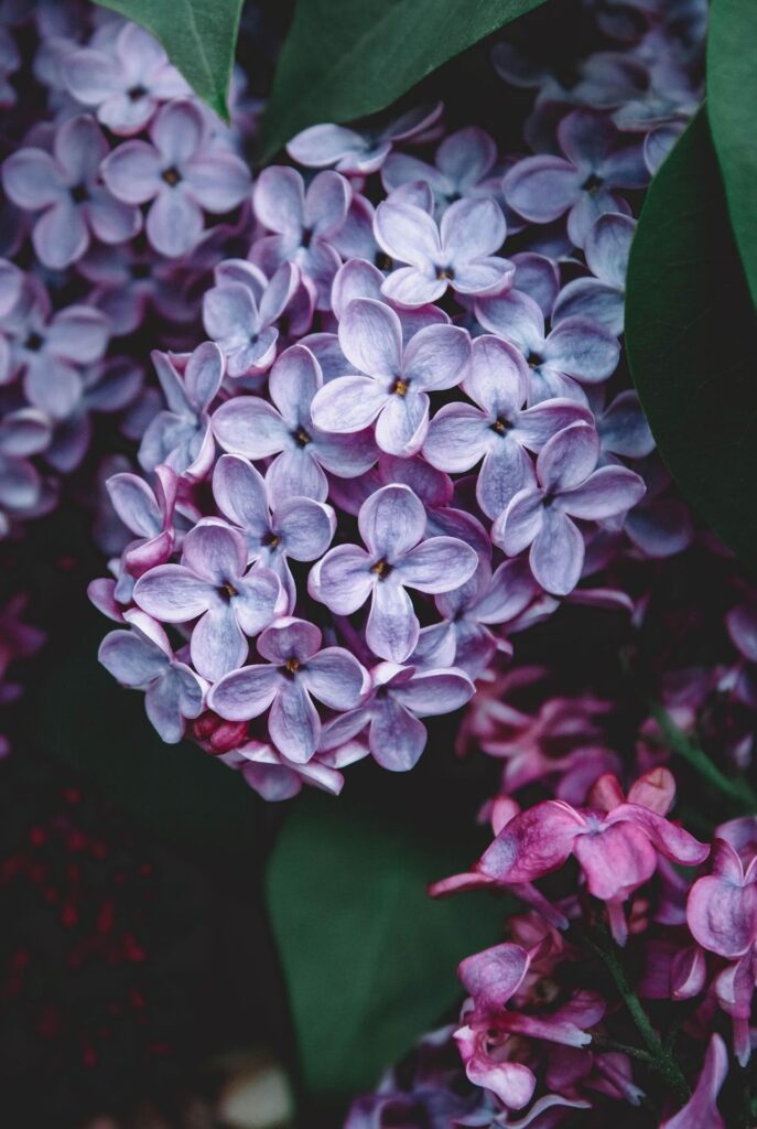 lilas 1