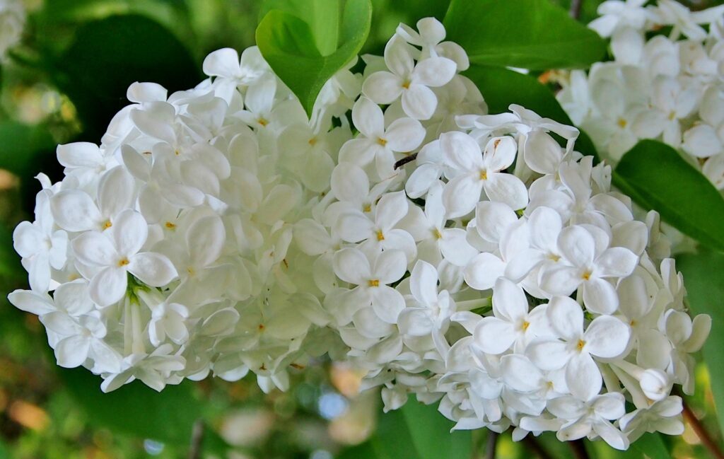 Comment bouturer un lilas des jardins facilement ?
