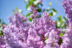 lilas