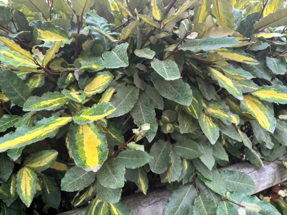 eleagnus 1
