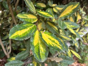 eleagnus 2