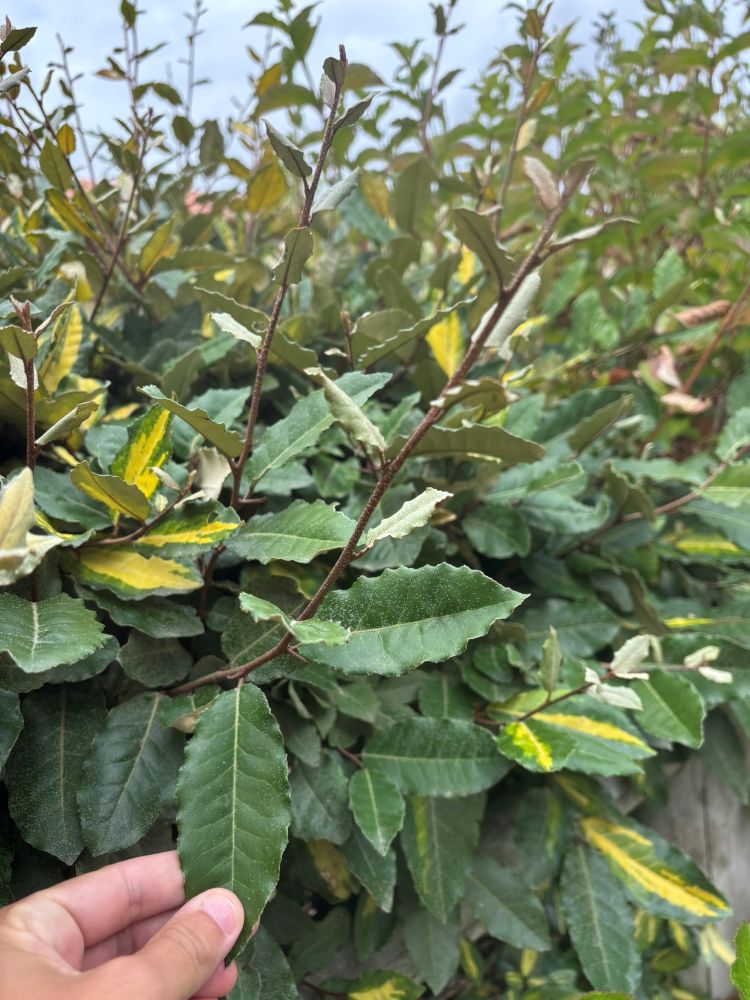 eleagnus 3