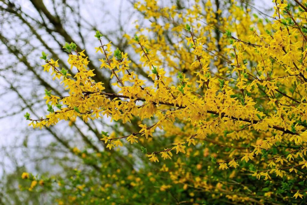 forsythia 1
