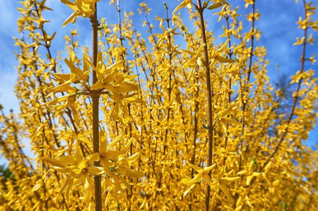 Comment bouturer un forsythia ? Les conseils pour réussir facilement