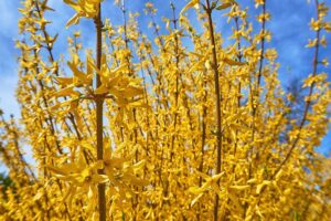 forsythia 3