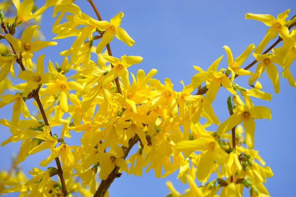forsythia 4