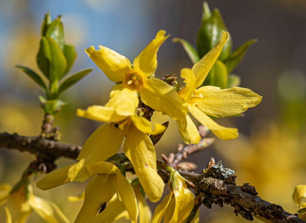forsythia 5