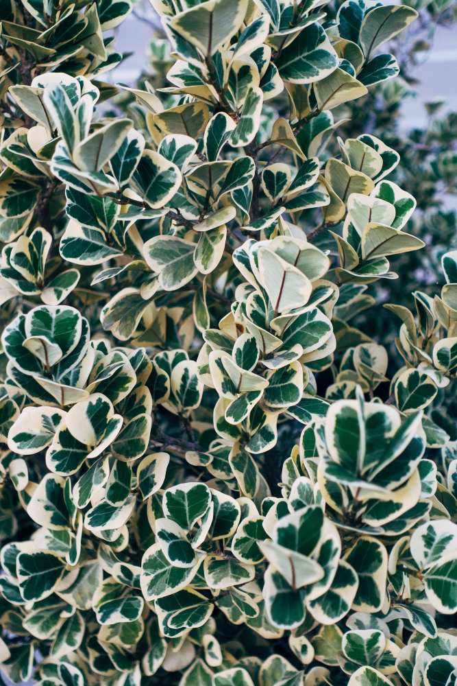 fusain du japon euonymus 1
