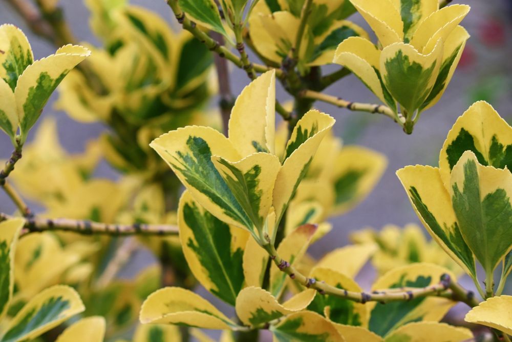 fusain du japon euonymus 3