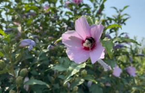 hibiscus jardin 2