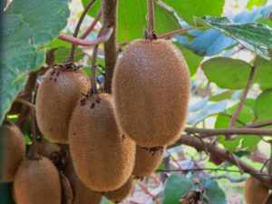 kiwi 2