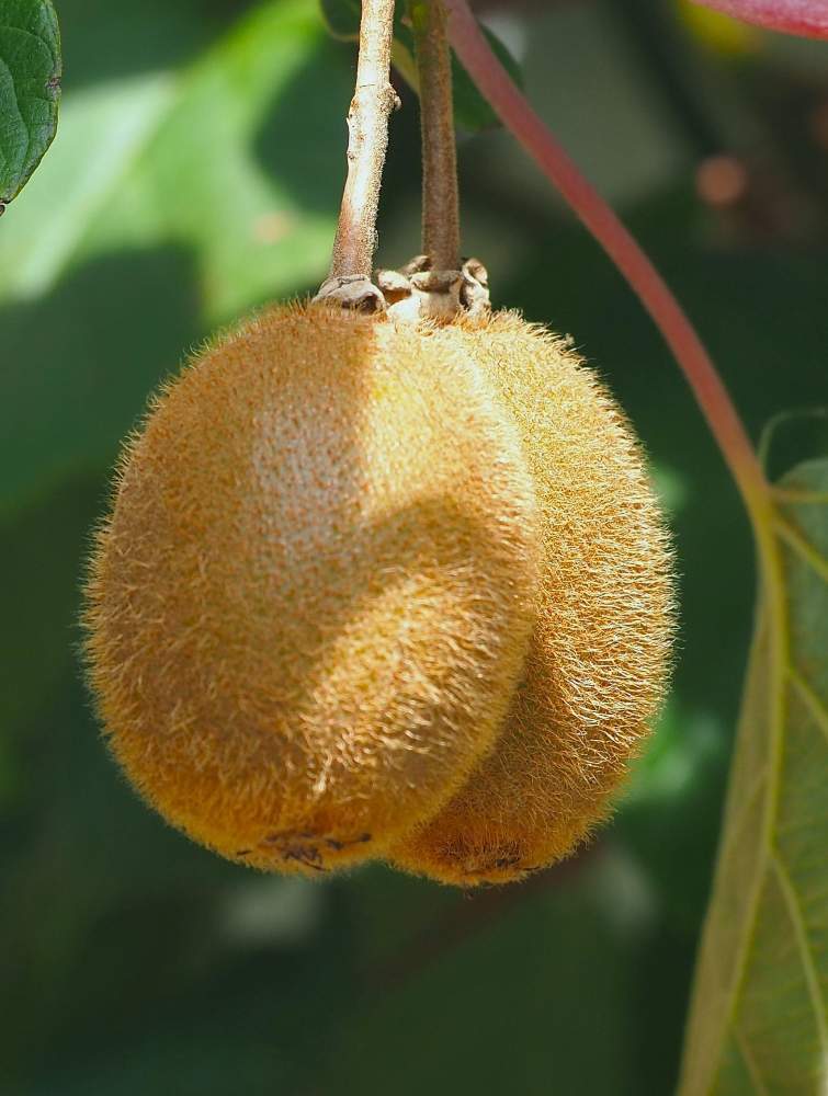kiwi 3