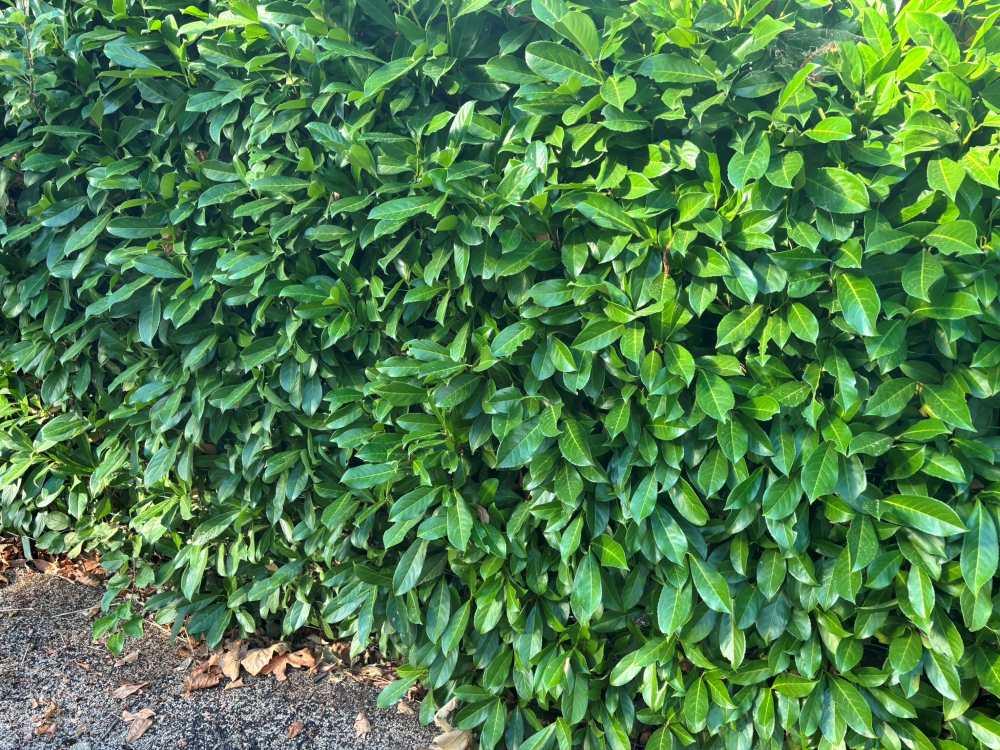 Comment bouturer un laurier palme ? Guide étape par étape