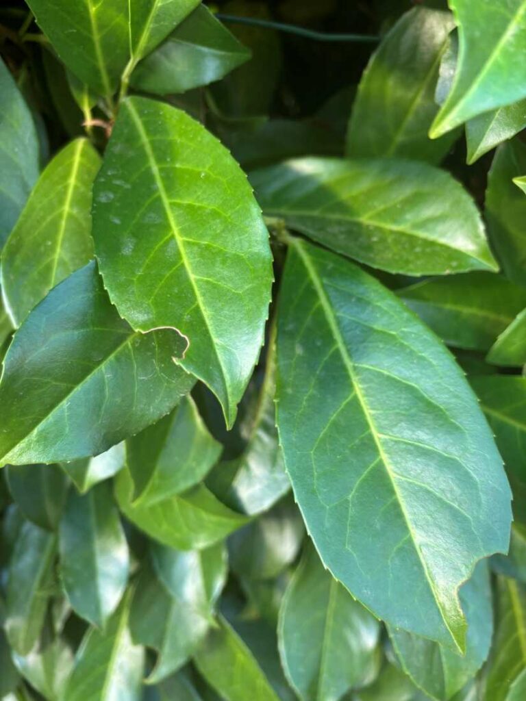 laurier palme 3