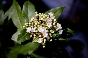 laurier tin viburnum tinus 1