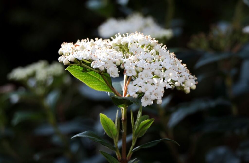 laurier tin viburnum tinus 2