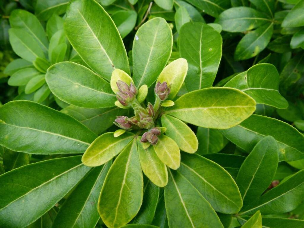 oranger choisya ternata 1